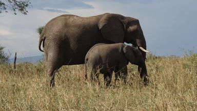 Fox Reizen_Tanzania_safari_olifanten