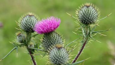 schotland_algemeen_sfeer_distel_nationale_bloem_pixabay