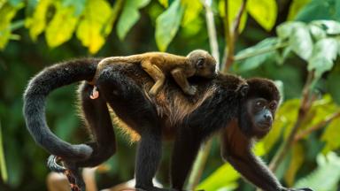 costa-rica_pococi_tortuguero-nationaal-park_aap-met-baby-op- rug_regenwoud