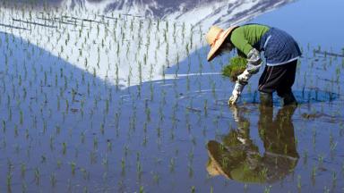 japan_algemeen_boer_rijst-planten_b