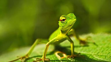 sri lanka_sinharaja national park_hagedis_natuur_dieren_shutterstock_b