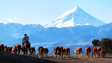 argentinie_neuquen_san-martin-de-los-andes_uitzicht_berg_koe_gaucho_b.jpg