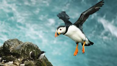 schotland_shetland-eilanden_papegaaiduiker_vogel_GettyImages-1171154643