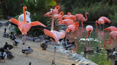 verenigde-staten_californie_san-diego_zoo_flamingo's_dierentuin_a