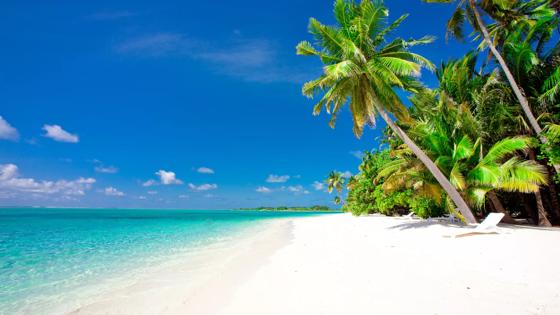 malediven_algemeen_strand_zee_palmbomen_iStock