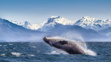Breaching humpback whale against snow capped mountains  seen in the distance in Glacier Bay, Alaska.