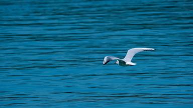 algemeen_zeemeeuw_zee_vogel_pixabay