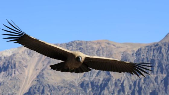 peru_colca canyon_condor vliegend close up_w (1)