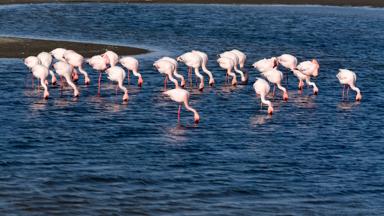 namibie_erongo_swakopmund_flamingo_b.jpg
