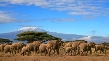kenia_amboseli-nationaal-park_olifanten_kilimanjaro_b