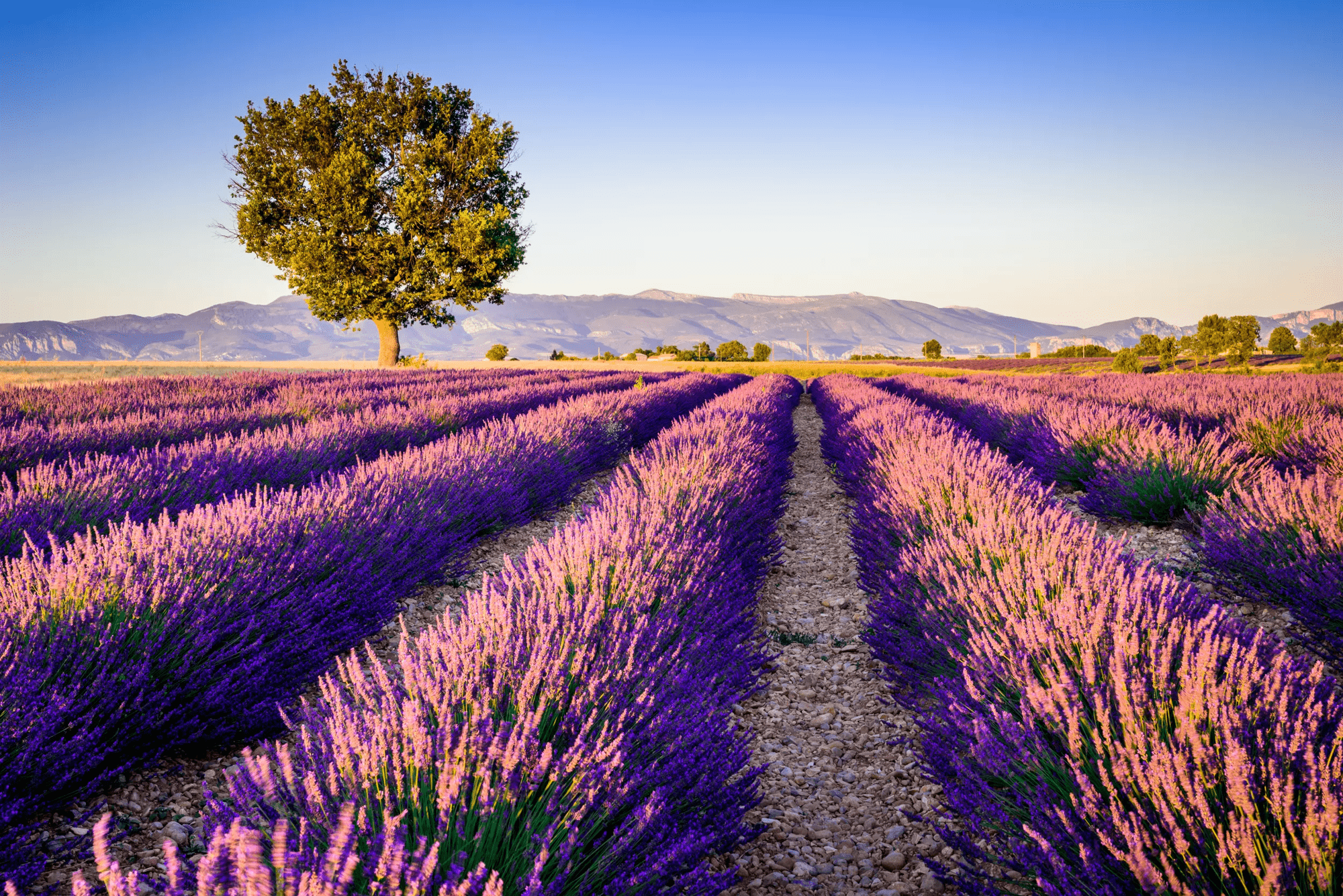 Rondreis 10-,14-daagse rondreis Provence & Côte d'Azur - Smaken van Zuid-Frankrijk in Diversen (Côte d'Azur, Frankrijk)