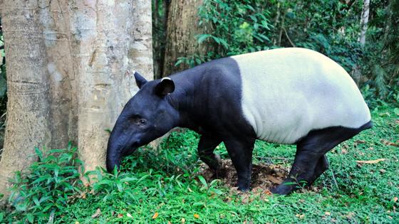maleisie_west-maleisie_taman-negara_regenwoud_jungle_dieren_tapir_b.jpg