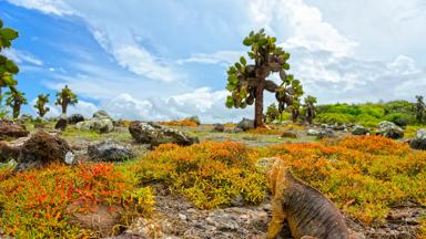 Ecuador-Galapagos-eilanden-iguana-leguaan-_shutterstock