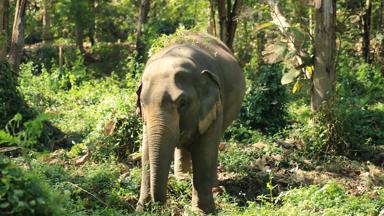 thailand_chiang-rai_elephant-valley_olifant_f