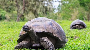 ecuador_galapagos-eilanden_galapagosreuzenschildpad_gras_getty