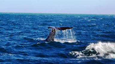 nieuw-zeeland_kaikoura_walvis_1_f.jpg