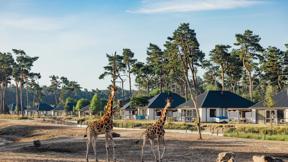 nederland_noord-brabant_hilvarenbeek_safari_resort_beekse_bergen_savanne_lodge (14)