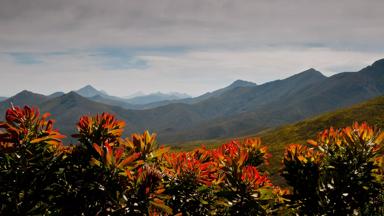 zuid-afrika_outeniqua_tsitsikamma_pass_gebergte_bloemen