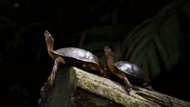 costa-rica_tortuguero_rivierschildpad_w.jpg