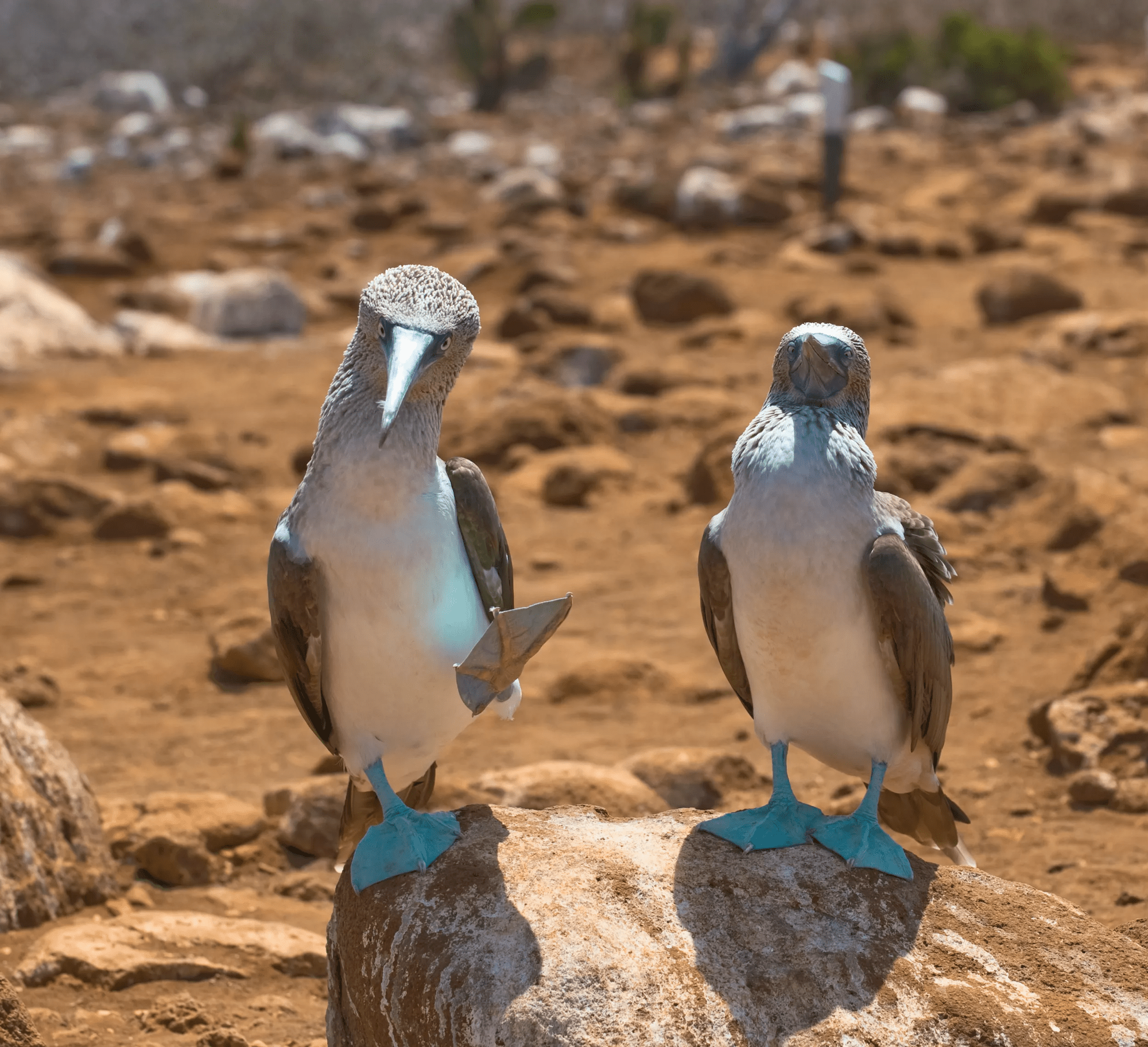 18-daagse privérondreis Ecuador & Galapagos Eilandhoppen