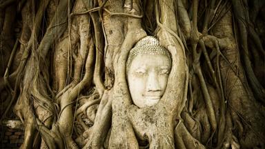 thailand_ayutthaya_boeddha_boomstam_f_f