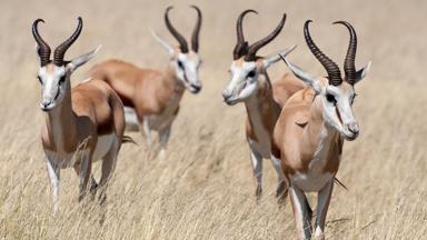 namibie_etosha-national-park_impala_groep_b.jpg
