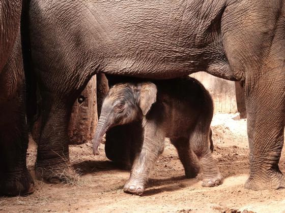 Impressie van DierenPark Amersfoort