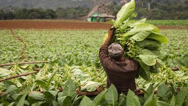 cuba_vinales_local_tabak_plant_groen_landschap_getty-1235663155