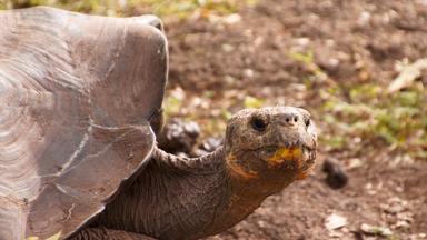 ecuador_galapagos_reuzenschildpad_close-up_2_w