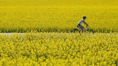duitsland_beieren_oberland_fiets_fietspad_vrouw_bloemen_geel_bloemenveld_GettyImages-166275963