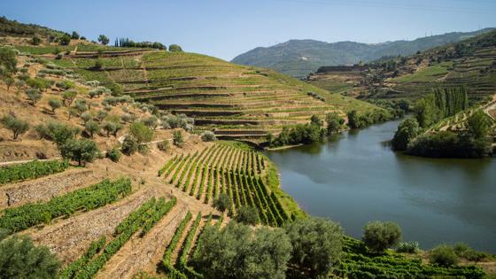 Portugal_Douro_cruises_Vasco da Gama_zicht op wijnranken 02_copyright
