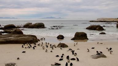 zuid-afrika_west-kaap_boulders-beach_pinguins_strand_zee_w