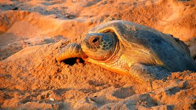 oman_sur_havenstad_zeeschildpad-in-zand_olive-ridley-schildpad_b