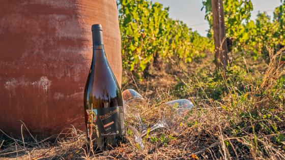 sfeer_frankrijk_bourgogne_jura_wijndomein_domaine-cornin-vincent_crt-bourgogne-franche-comte_copyright_Alain-Doire (15).jpg