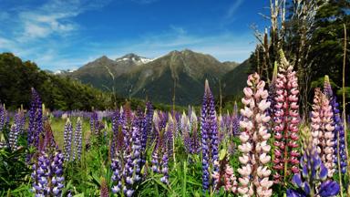 nieuw-zeeland_milford-sound_lupine_bloemen_w.jpg