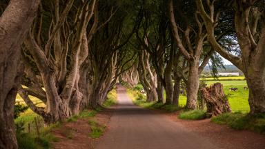 noord-ierland_antrim_dark-hedges_weg_bomen_GettyImages-1211423589