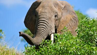 African elephant in the Tarangire National Park, Tanzania