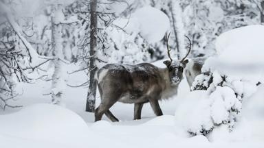 finland_fins-lapland_yllas-rendier-bos