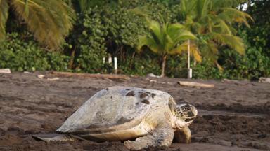 costa-rica_tortuguero_zeeschildpad1_b(1).jpg