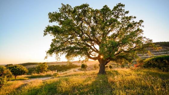 portugal_alentejo_algemeen_landschap_zon_kurk_eiken_boom_shutterstock-614250275