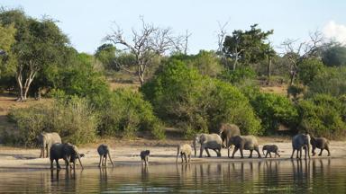 botswana_chobe-nationaal-park_olifant_waterpoel_w