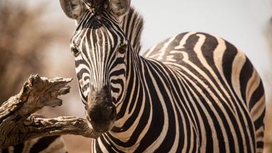 botswana_chobe-nationaal-park_zebra_b