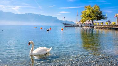 zwitserland_meer-van-geneve-_zwaan_bergen_boot_shutterstock