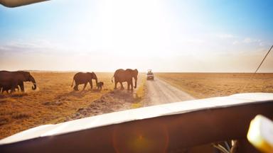 afrika_safari_jeep_uitzicht_olifant_shutterstock_584138908