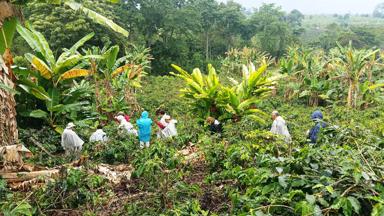 colombia_triangulo-del-cafe_koffie-plantages_koffietour6_f