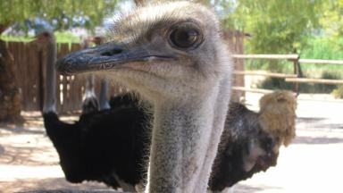 zuid-afrika_west-kaap_oudtshoorn_struisvogelboerderij_close-up_struisvogel_w