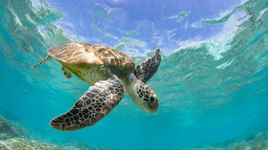 australie_queensland_great barrier reef_schildpad_GettyImages-977704880