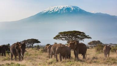 tanzania_kilimanjaro_olifant_berg_sneeuw_getty.jpg