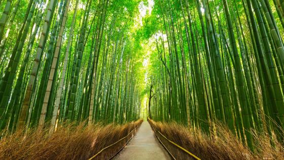 japan_kyoto_arashiyama_bamboeboas-shutterstock_521228413