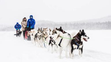 zweden_zweeds-lapland_hondensledetocht_Ted Logart